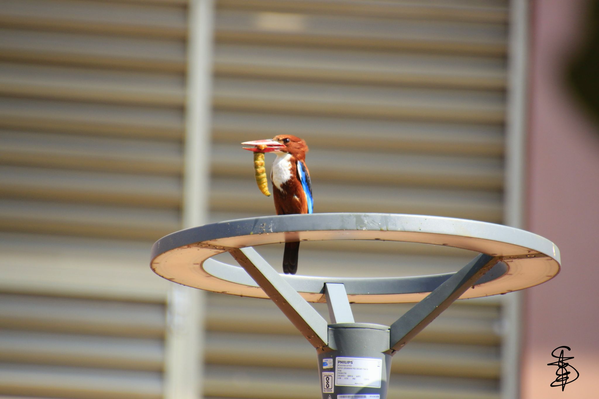 Carousel image